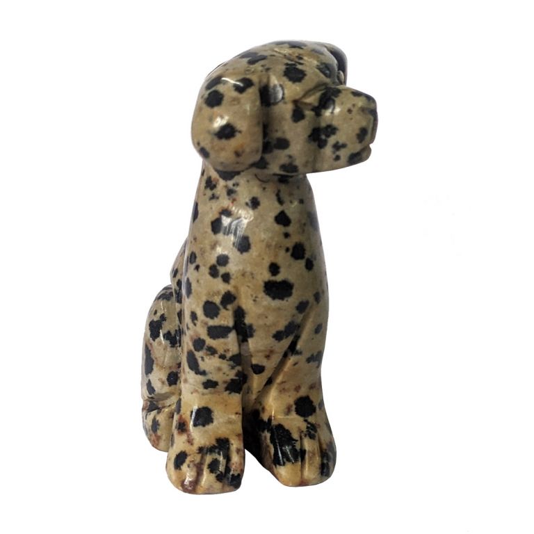 Jasper Dalmatian